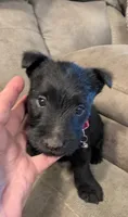 Daisy , a female Scottish Terrier for sale in Subiaco, AR – 1 of 3