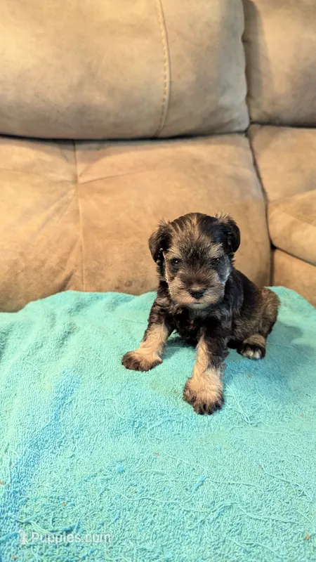 Gunnar  – Miniature Schnauzer puppy for sale in Subiaco, AR