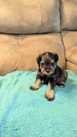 Gunnar , a male Miniature Schnauzer for sale in Subiaco, AR – 1 of 2