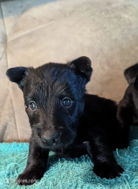 Grace  – Scottish Terrier puppy for sale in Subiaco, AR