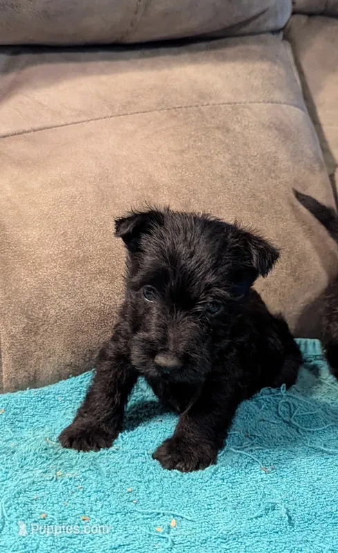Hamish  – Scottish Terrier puppy for sale in Subiaco, AR