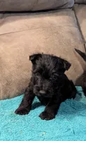 Hamish , a male Scottish Terrier for sale in Subiaco, AR – 1 of 2