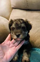 Gunnar , a male Miniature Schnauzer for sale in Subiaco, AR – 3 of 5