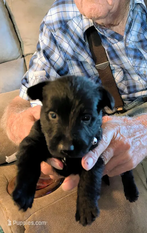 Angus  – Scottish Terrier puppy for sale in Subiaco, AR