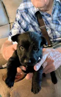 Angus , a male Scottish Terrier for sale in Subiaco, AR – 1 of 3
