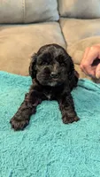 Baby Cakes , a female Cocker Spaniel for sale in Subiaco, AR – 3 of 4