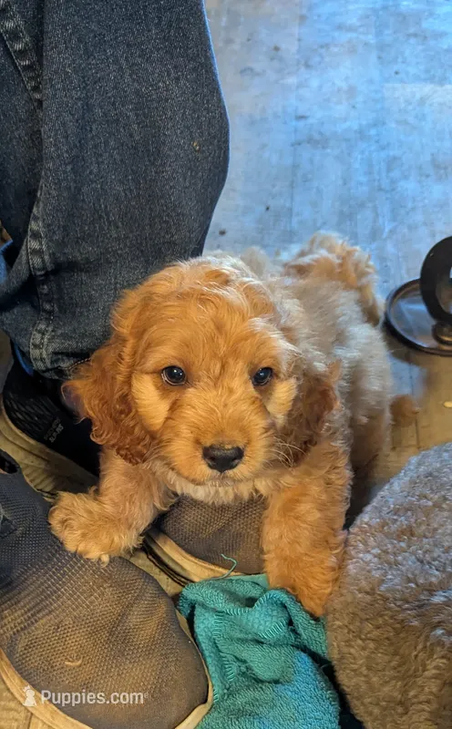 Toto – Cockapoo puppy for sale in Subiaco, AR