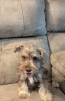 Max, a male Miniature Schnauzer for sale in Subiaco, AR – 4 of 10