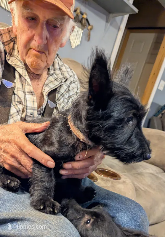 Unni – Scottish Terrier puppy for sale in Subiaco, AR