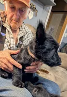 Unni, a female Scottish Terrier for sale in Subiaco, AR – 1 of 2