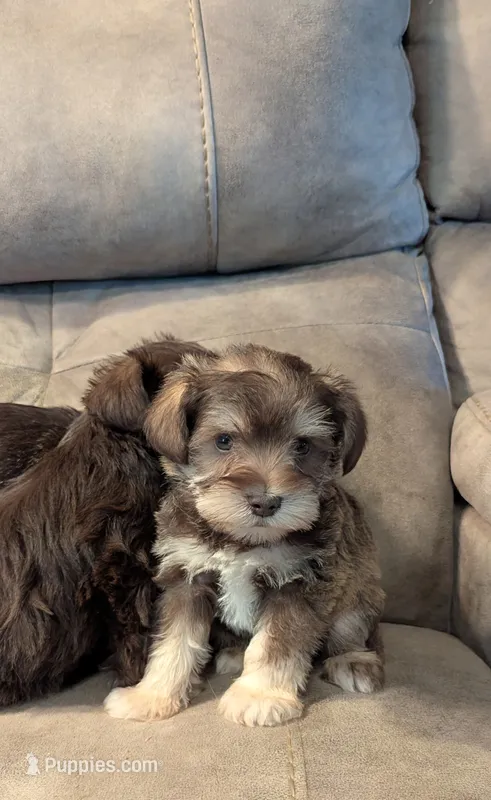 Max – Miniature Schnauzer puppy for sale in Subiaco, AR