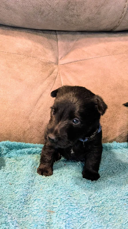 Callum  – Scottish Terrier puppy for sale in Subiaco, AR