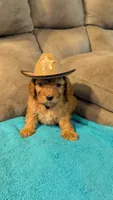 Toto, a male Cockapoo for sale in Subiaco, AR – 2 of 3