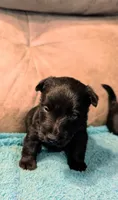 Callum , a male Scottish Terrier for sale in Subiaco, AR – 3 of 8