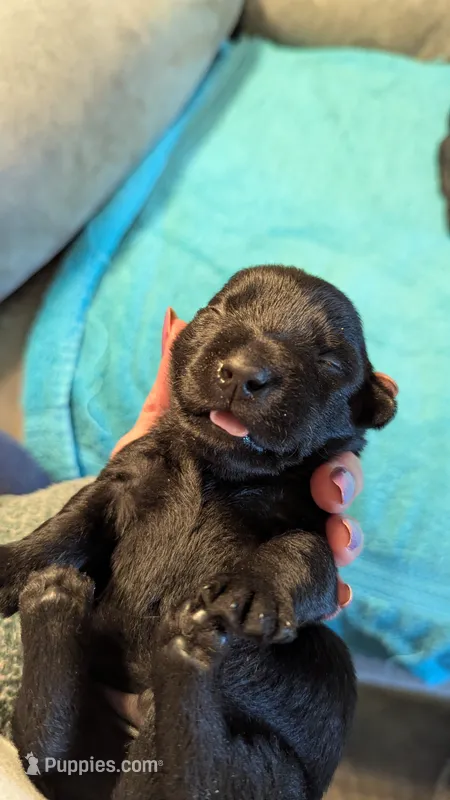 Scooter  – Scottish Terrier puppy on hold in Subiaco, AR