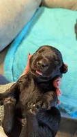 Scooter , a male Scottish Terrier for sale in Subiaco, AR – 1 of 3