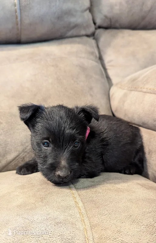 Daisy  – Scottish Terrier puppy for sale in Subiaco, AR