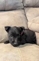 Daisy , a female Scottish Terrier for sale in Subiaco, AR – 2 of 3