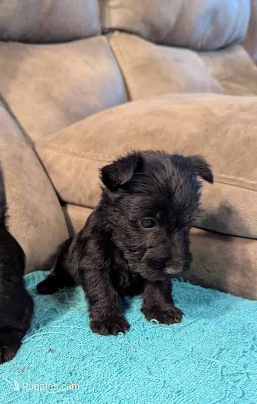 Hamish  – Scottish Terrier puppy for sale in Subiaco, AR