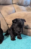 Hamish , a male Scottish Terrier for sale in Subiaco, AR – 2 of 2