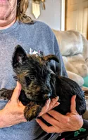 Lizzie , a female Scottish Terrier for sale in Subiaco, AR – Photo 3 of 3