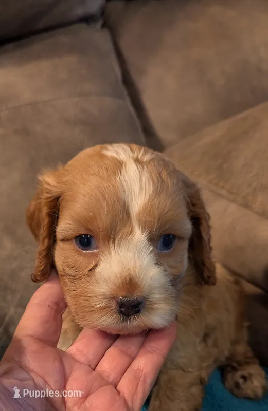 Nemo  – Cockapoo puppy for sale in Subiaco, AR