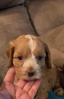 Nemo , a male Cockapoo for sale in Subiaco, AR – 1 of 4