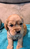 Snoozer , a male Cocker Spaniel for sale in Subiaco, AR – 3 of 4