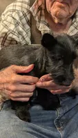 Cora, a female Scottish Terrier for sale in Subiaco, AR – 2 of 2