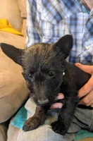 Elsbeth, a female Scottish Terrier for sale in Subiaco, AR – Photo 2 of 4