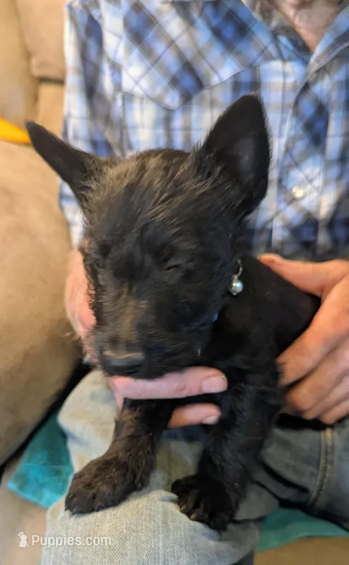 Elsbeth – Scottish Terrier puppy for sale in Subiaco, AR