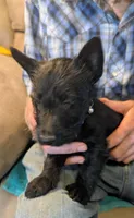 Elsbeth, a female Scottish Terrier for sale in Subiaco, AR – Photo 1 of 4