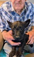 Elsbeth, a female Scottish Terrier for sale in Subiaco, AR – Photo 4 of 4