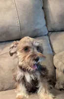 Max, a male Miniature Schnauzer for sale in Subiaco, AR – 2 of 10
