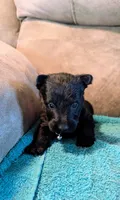 Noah , a male Scottish Terrier for sale in Subiaco, AR – 1 of 7