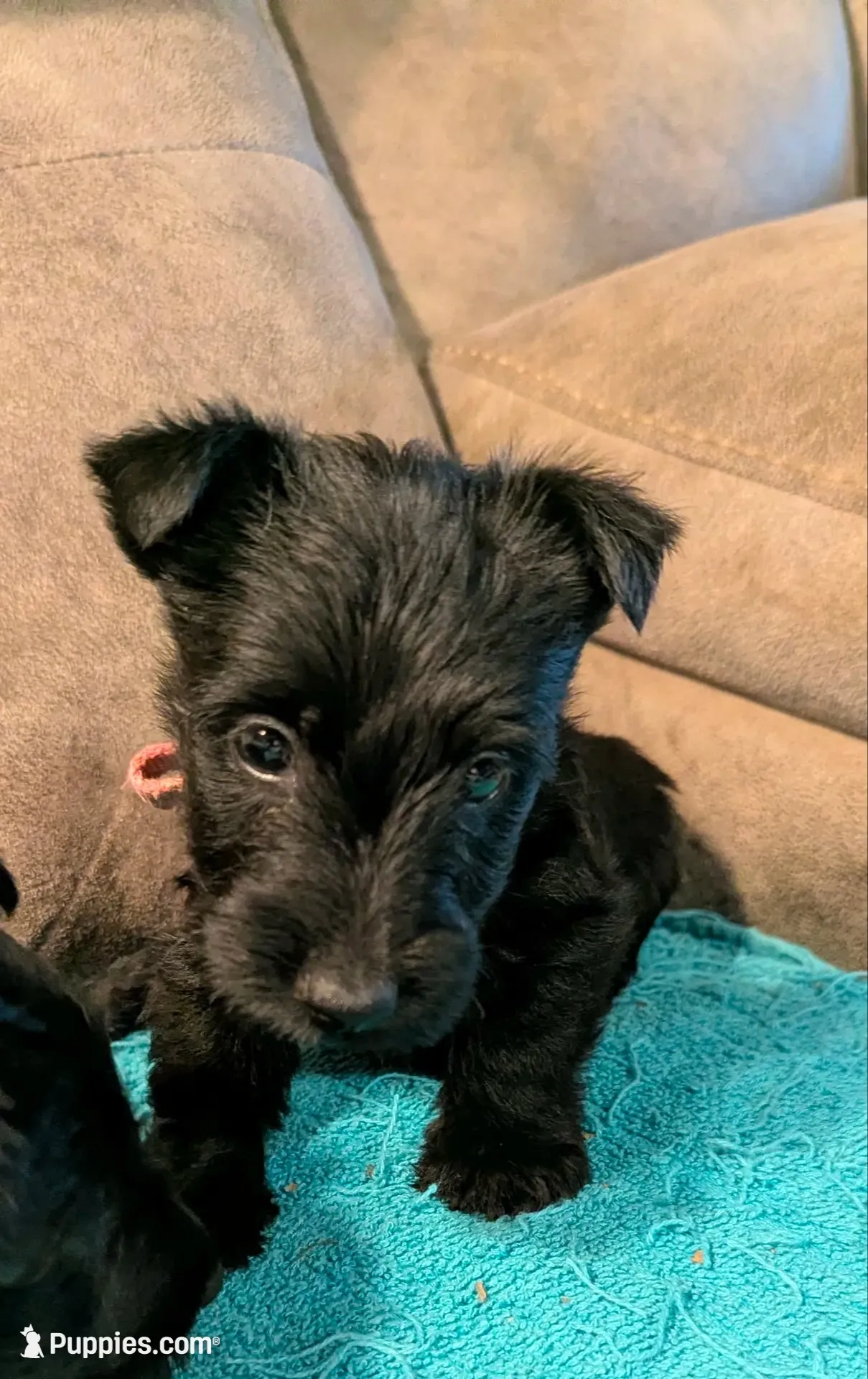 Hilda , a female Scottish Terrier for sale in Subiaco, AR – 1 of 2
