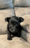 Maggie , a female Scottish Terrier for sale in Subiaco, AR – 3 of 9