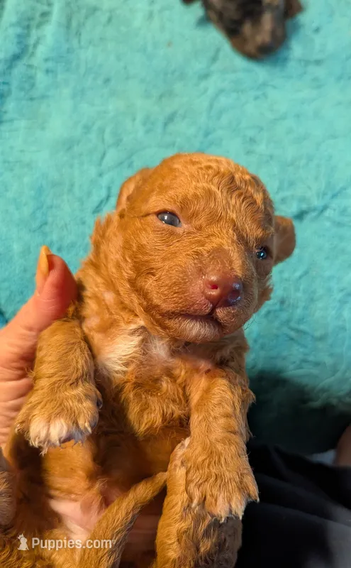 Munchkin  – Poodle - Miniature  puppy for sale in Subiaco, AR