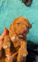 Munchkin , a male Poodle - Miniature  for sale in Subiaco, AR – 1 of 2