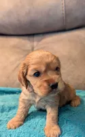 Snoozer , a male Cocker Spaniel for sale in Subiaco, AR – 4 of 4