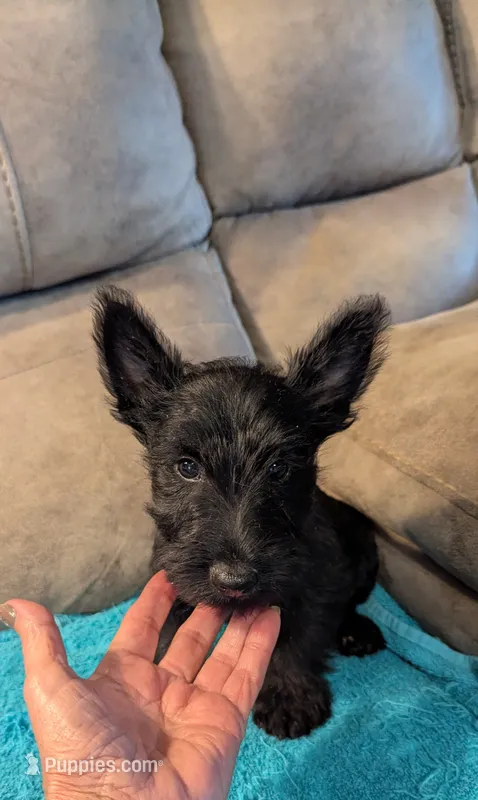 Hamish  – Scottish Terrier puppy on hold in Subiaco, AR