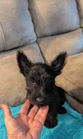 Hamish , a male Scottish Terrier for sale in Subiaco, AR – 1 of 8
