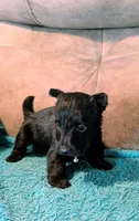 Noah , a male Scottish Terrier for sale in Subiaco, AR – 7 of 7