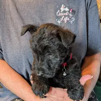 Henrik , a male Scottish Terrier for sale in Subiaco, AR – Photo 3 of 3