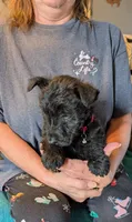 Henrik , a male Scottish Terrier for sale in Subiaco, AR – Photo 3 of 3