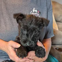 Henrik , a male Scottish Terrier for sale in Subiaco, AR – Photo 2 of 3