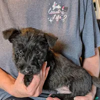 Henrik , a male Scottish Terrier for sale in Subiaco, AR – Photo 1 of 3