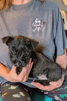 Henrik , a male Scottish Terrier for sale in Subiaco, AR – Photo 1 of 3