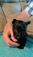 Noah , a male Scottish Terrier for sale in Subiaco, AR – 4 of 7