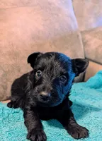 Archie , a male Scottish Terrier for sale in Subiaco, AR – 3 of 5